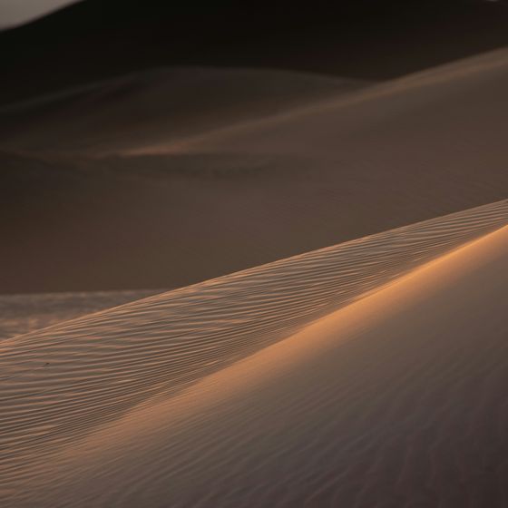 Warm dunes in low sun