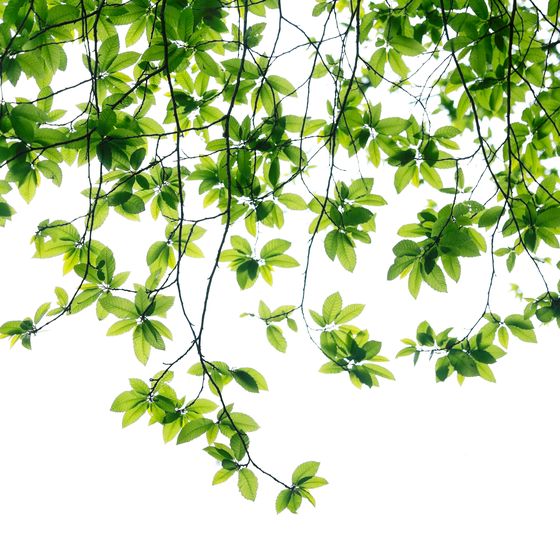 Green leaves against a soft pink ground